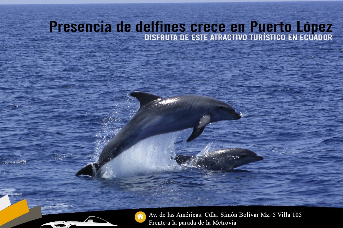 delfin