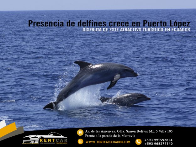 delfin