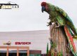 Papagayo de la Alborada de Guayaquil - Rentcar Ecuador Alquiler de autos